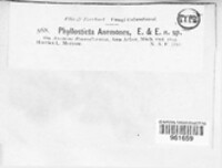 Phyllosticta anemones image